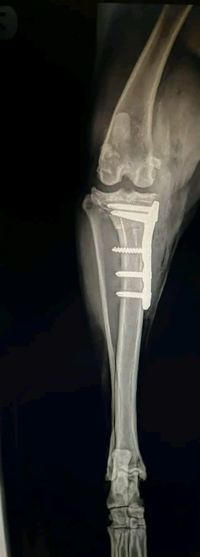 Bệnh viện Thú Y Gia Kiệm - Hình 11